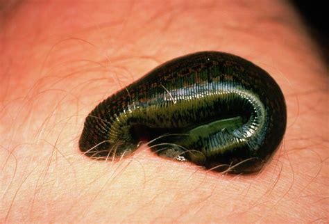  Bithynia Leech: An Aquatic Bloodsucker that Prefers Freshwater Snails!