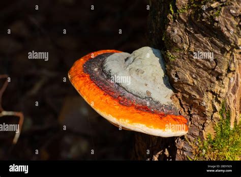 Fomitopsis Pinicola? This Beautiful Shelf Fungus Thrives on Standing Dead Trees!