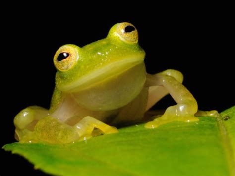  Glass Frog - Tunnetuista Lieden Kuvioilla Koristeltu Oljenkia!