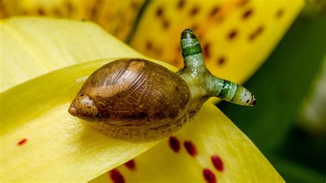 Japaninlankamaisia - Parasitic Worms That Can Hijack Snail Brains!