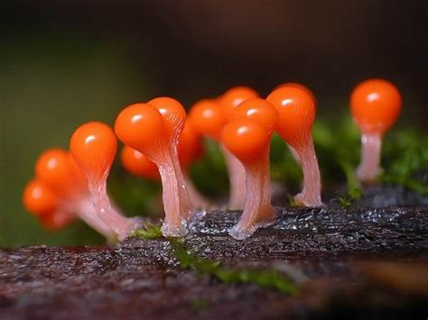  Myxomyceta – Yksi mystisimmistä luonnon ilmiöistä!