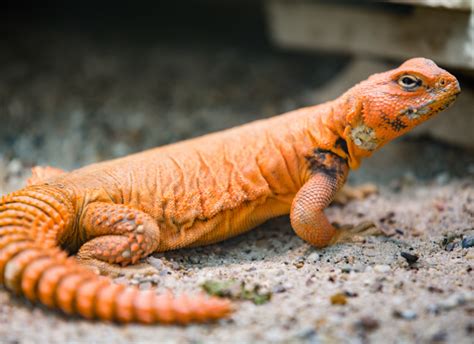  Uromastyx! A Fascinating Lizard That Perfectly Embodies Desert Life and Ancient Origins