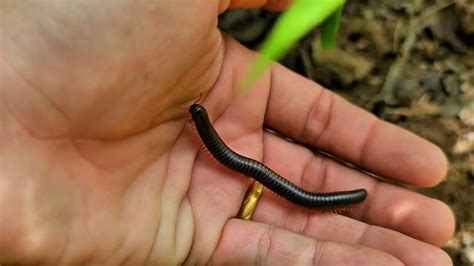  Angeli millipede: Have you seen this slow-moving critter with its majestic segmented body explore hidden forest pathways?