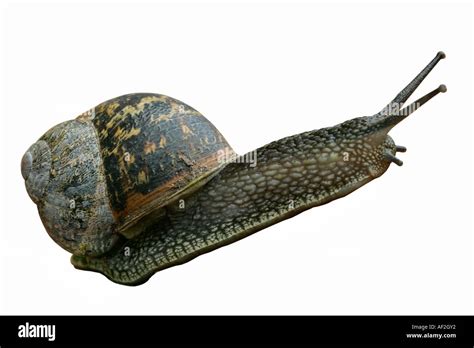  Garden Snail! This Slimy Critter Might Be Hiding Right Under Your Nose