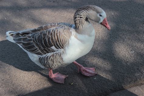 Geese! The Majestic Birds With Webbed Feet That Soar Through the Sky and Gracefully Glide on Water Surfaces