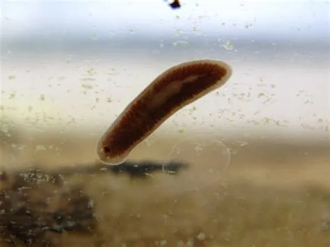  Geoplana! The Freaky Freshwater Flatworm That Can Actually Regenerate Its Entire Body