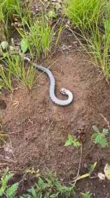  Hognose-käärme: Miten tämä mielenkiintoinen matelija naamioituu kuolleeksi petetäkseen saalistajansa?!