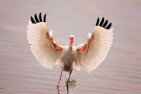  Ibis - Yksi lintulaji jonka lentokyvyt ja kaunis höyhenpeite ihastuttavat!