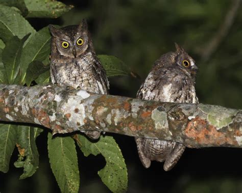  IndonAccessLevelnesianowls! Experience These Masterful Bird Hunters From Southeast Asia