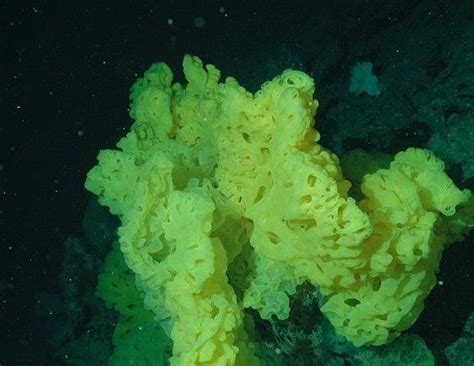  Japanese Ball Sponge: A Deep Sea Dweller Hiding Treasures Within Its Porous Structure!