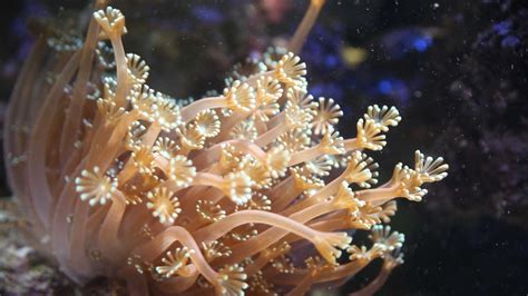 Leatheal Coral! A Stunning Polyp That Dances With the Currents and Blooms With Bioluminescence