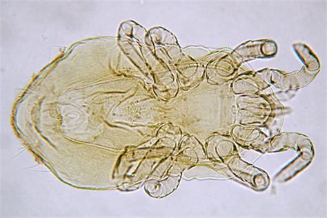  Mesostigmatidimilät – Pienen Niveljalkaisen Suuri Maailma!