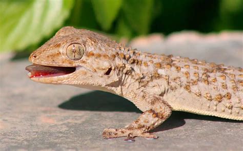  Moorish Gecko: Kylmäverinen Kauneutta Ihmeteltäväksi!