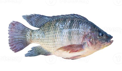  Nile Tilapia:  A Freshwater Fish Known for its Adaptability and Delectable Taste!