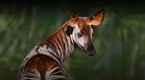  Okapi! A Curious Blend of Striped Majesty and Agile Forest Dweller