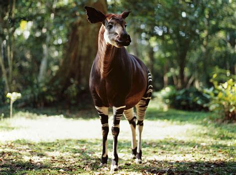  Okapi: Ei vain metsän raita, vaan myös yön salaperäinen yövieras!