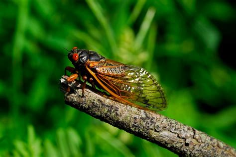  Quacking Cicadas! A Closer Look at These Masters of Disguise and Sound Engineers