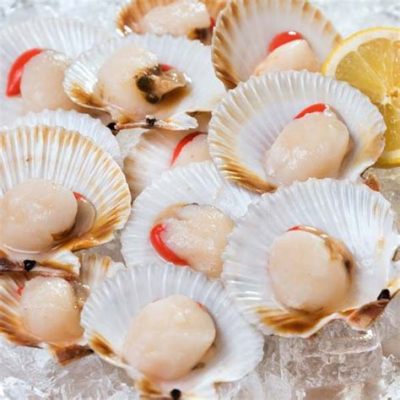 Queen Scallop! A Delicious Delight Hiding Beneath the Waves, Filtering Life-Giving Nutrients with Grace