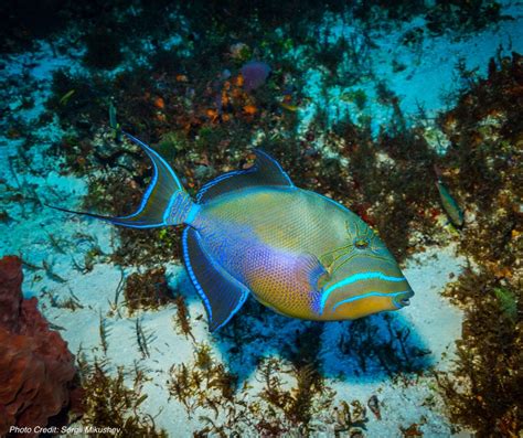  Queen Triggerfish -  Meren syvyydet piilevät salaisuuksia ja värikkäitä kalalajeja!