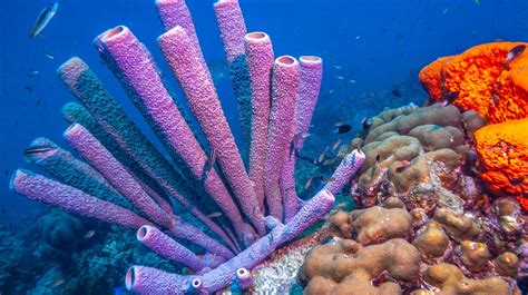 Quinquarticularia! A Deep-Sea Sponge With Tentacles That Tingle Like Sparkling Fireworks