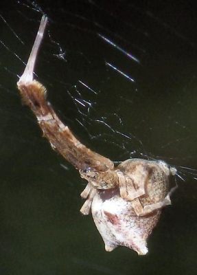 Uloborus! The Master Weaver Whose Web Is As Sticky as Strawberry Jam!