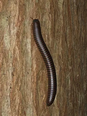 Xylopolyidus! A Millipede That Knows How To Rock and Roll (Literally)