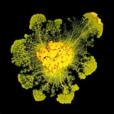 Yellow Slime Mold! A Single-Celled Organism With Complex Social Behaviors And Nutrient Absorption Capabilities